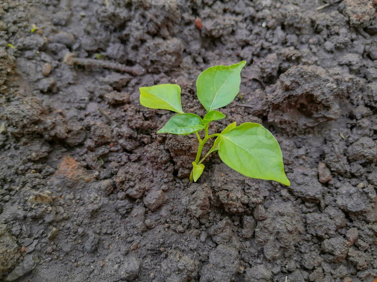 cerca arriba de un joven plantas en el suelo. verde mundo y tierra día concepto foto