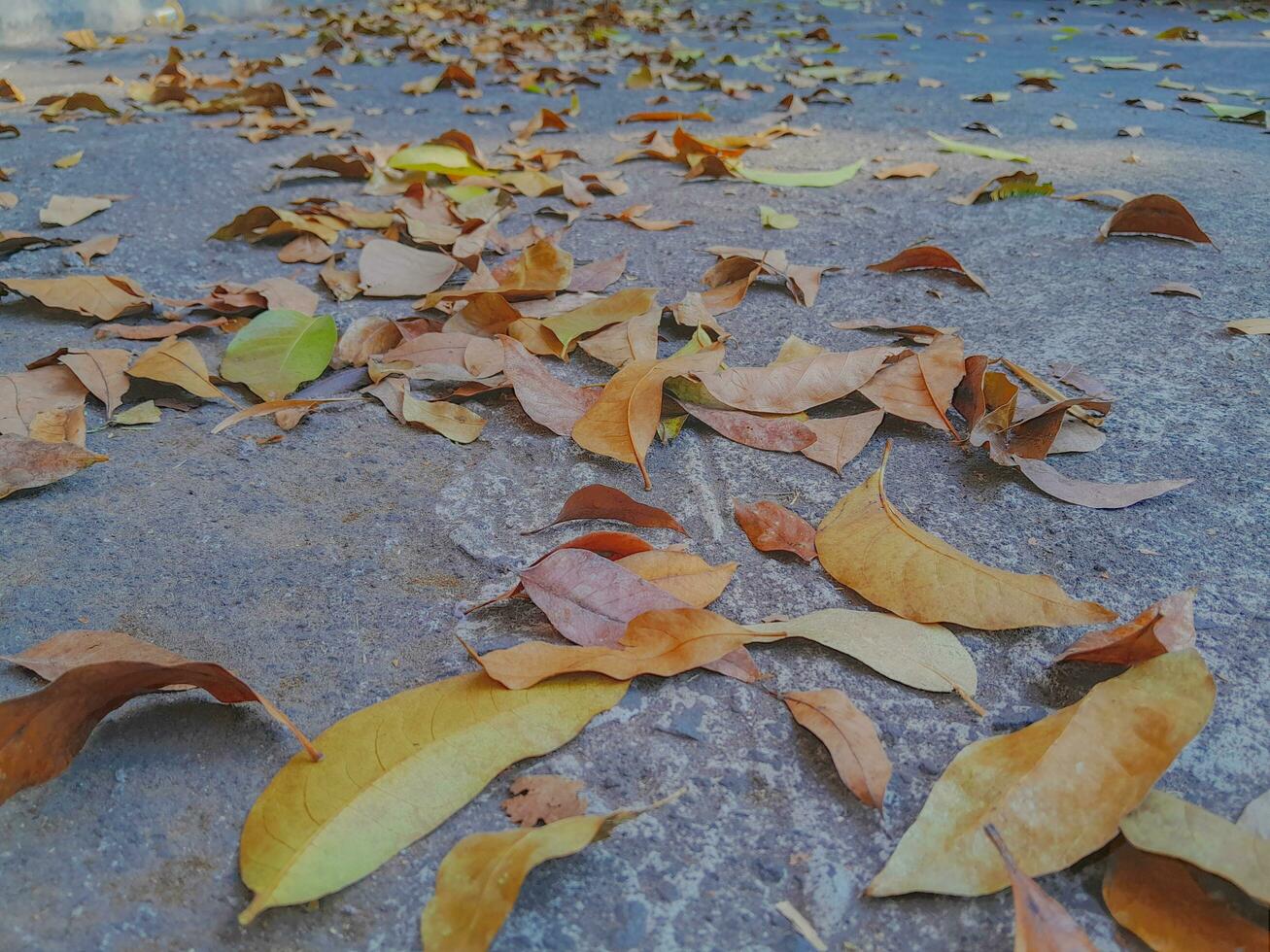 autumn leaves on a stone photo