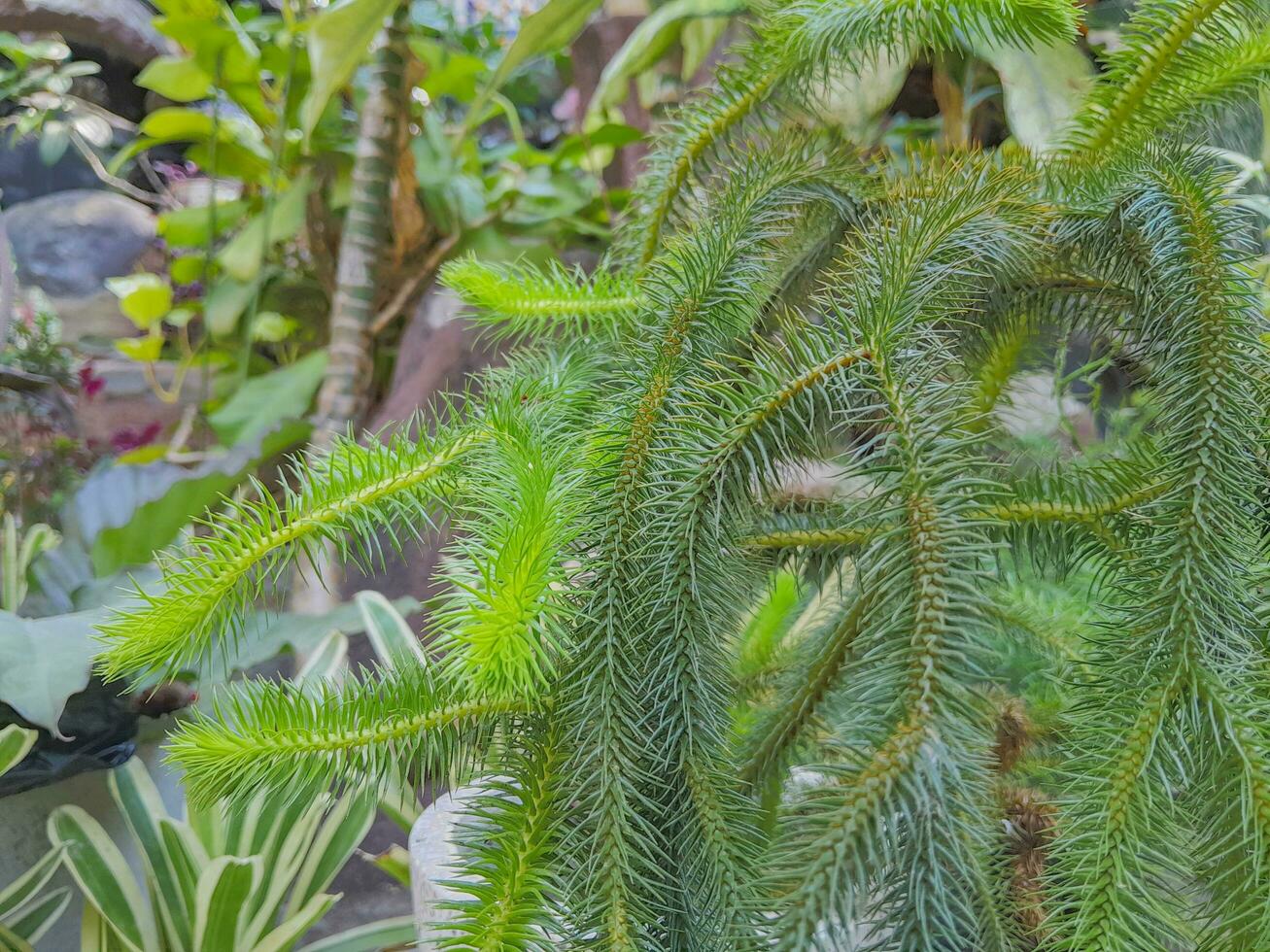 Flower plants in the garden photo