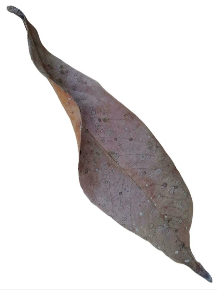 Dry leaf isolated on white background photo