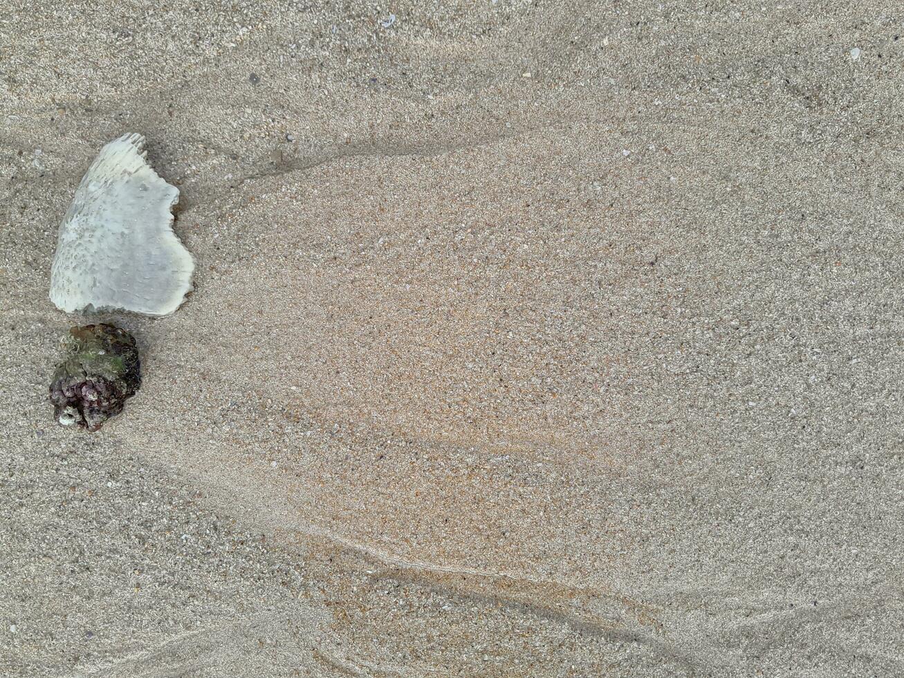 Coral stone on the shore at East Java beach photo