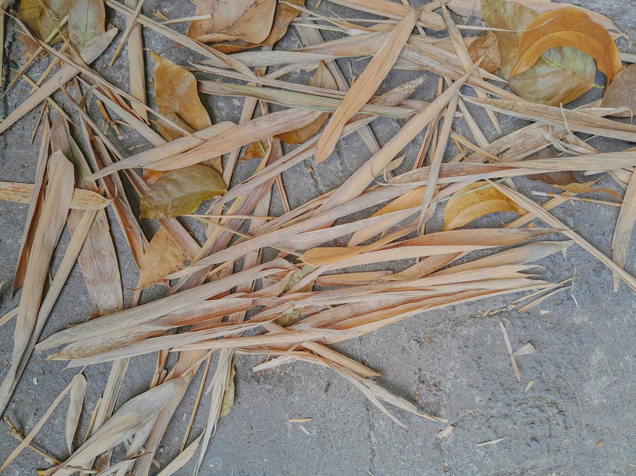 autumn leaves on a stone photo