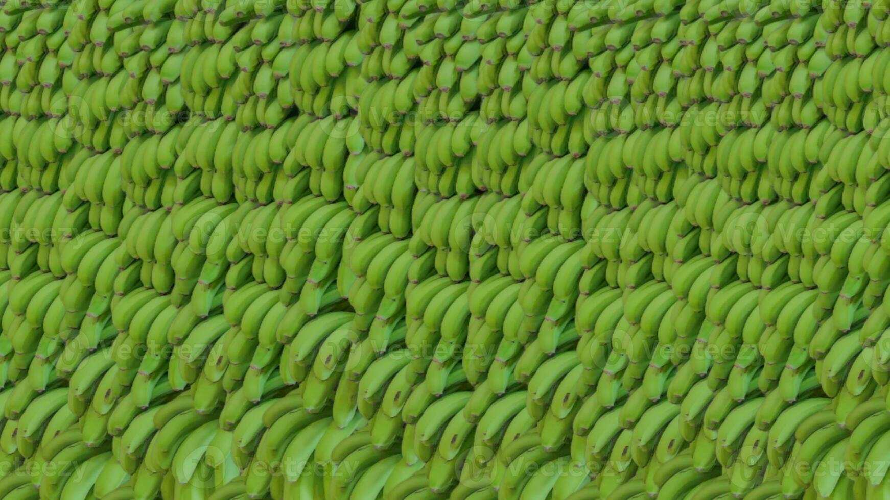 Full frame close up of green banana textured. Frames with fresh unripe banana. Stacked green banana shrubs. photo