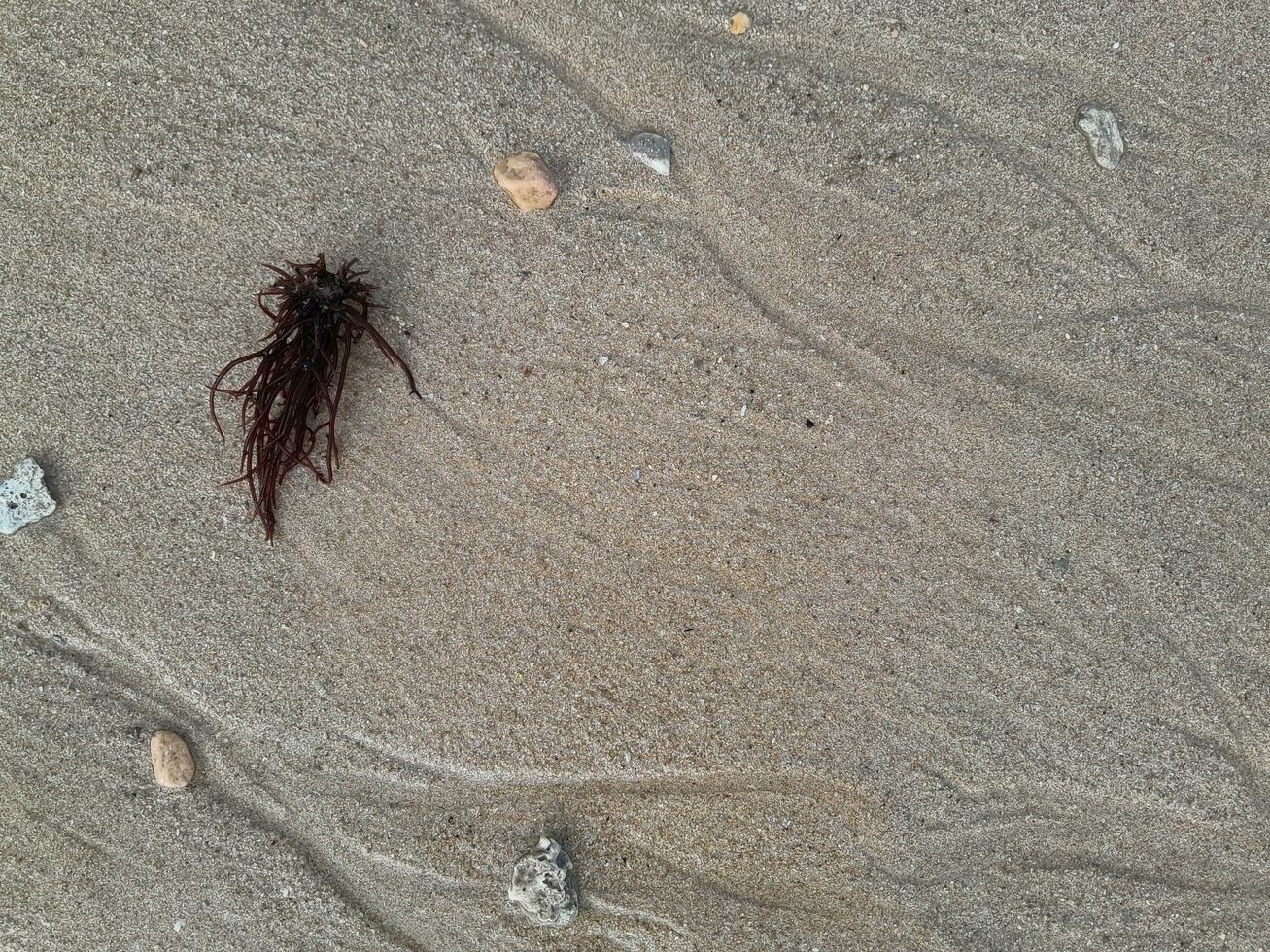 Seaweed isolated on the wet beach sand at east java photo