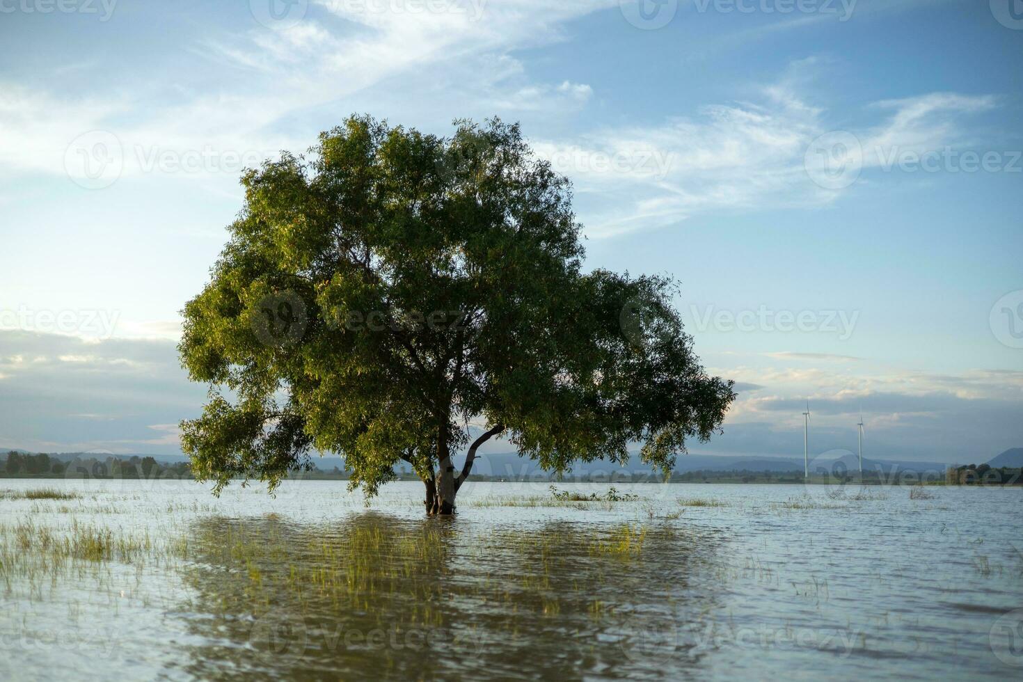 A large, lonely tree stood in the middle of the water, lit by soft sunlight. The background is the evening blue sky. photo