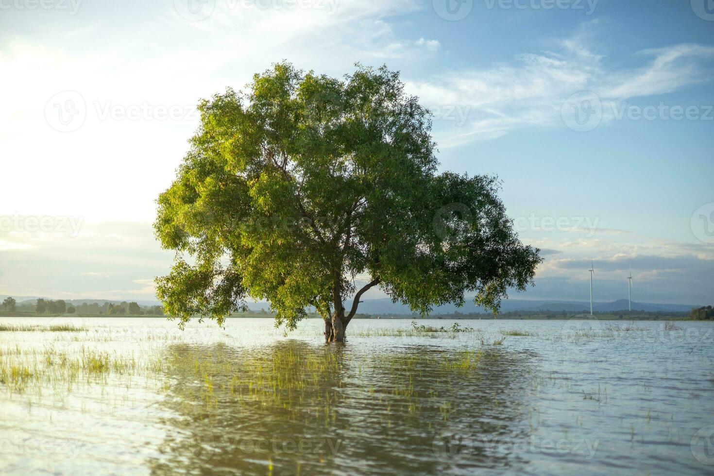 A large, lonely tree stood in the middle of the water, lit by soft sunlight. The background is the evening blue sky. photo