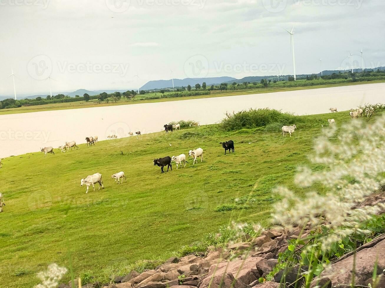 A herd of white and black cows is grazing in a wide green field. photo