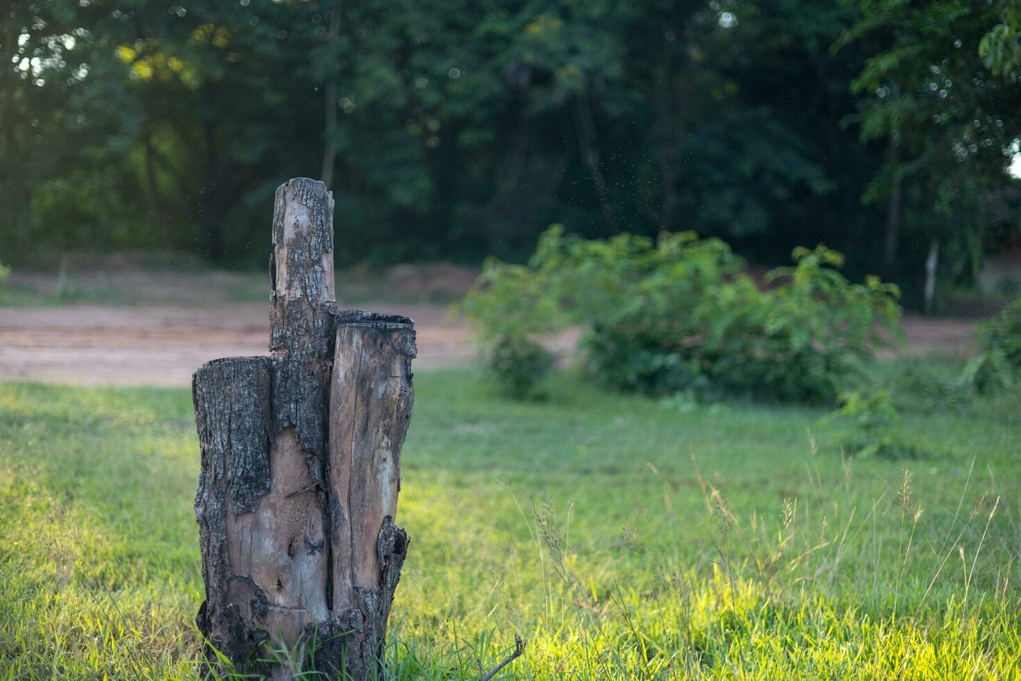 un solitario cortar árbol en el medio de un prado. foto