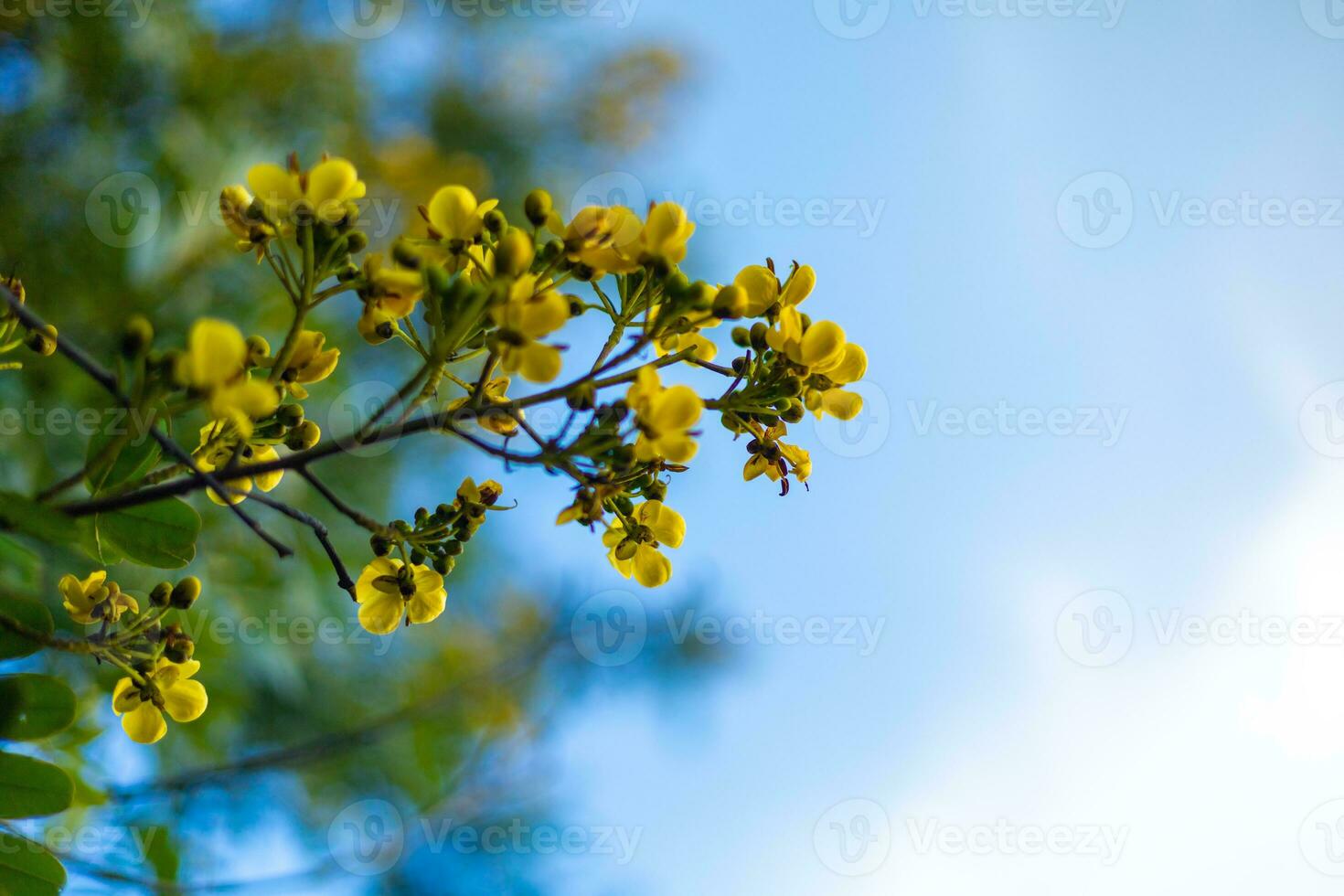 Cassod tree, Siamese senna, Thai copperpod,  Siamese Cassia with beautiful yellow flowers, yellow flowers, bright blue sky background. photo