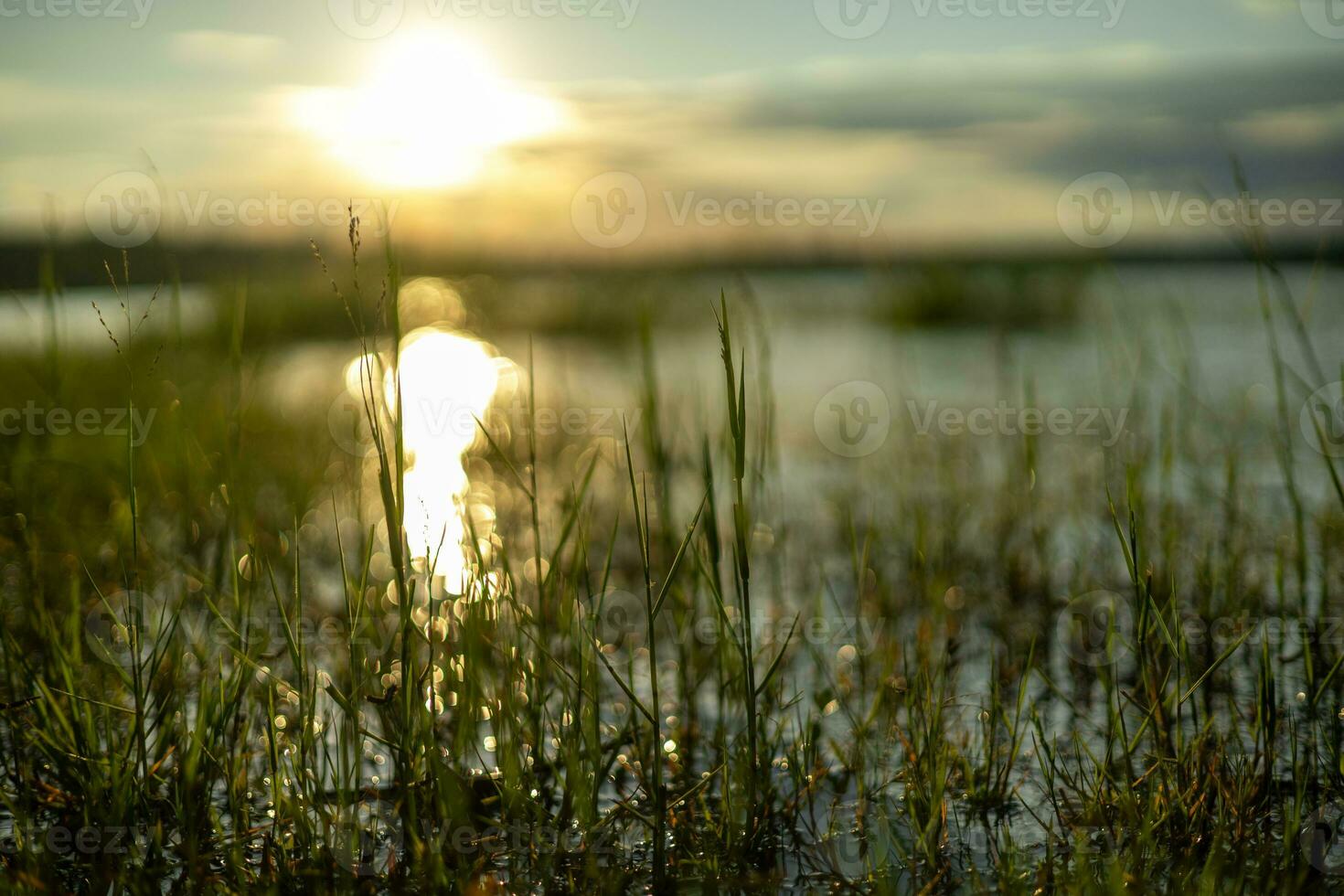 Sunlight hits the surface of the water, creating circular bokeh amidst the grass field. photo