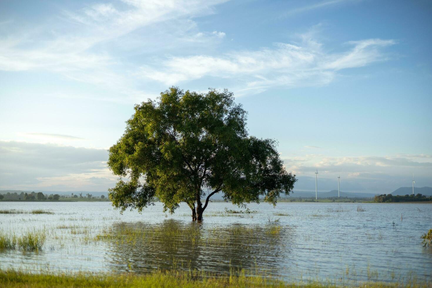 A large, lonely tree stood in the middle of the water, lit by soft sunlight. The background is the evening blue sky. photo