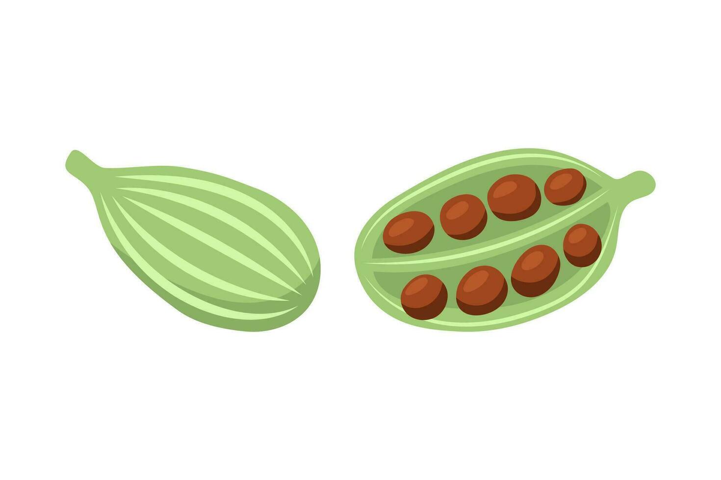 Cardamom seeds on a white background. Isolated vector illustration