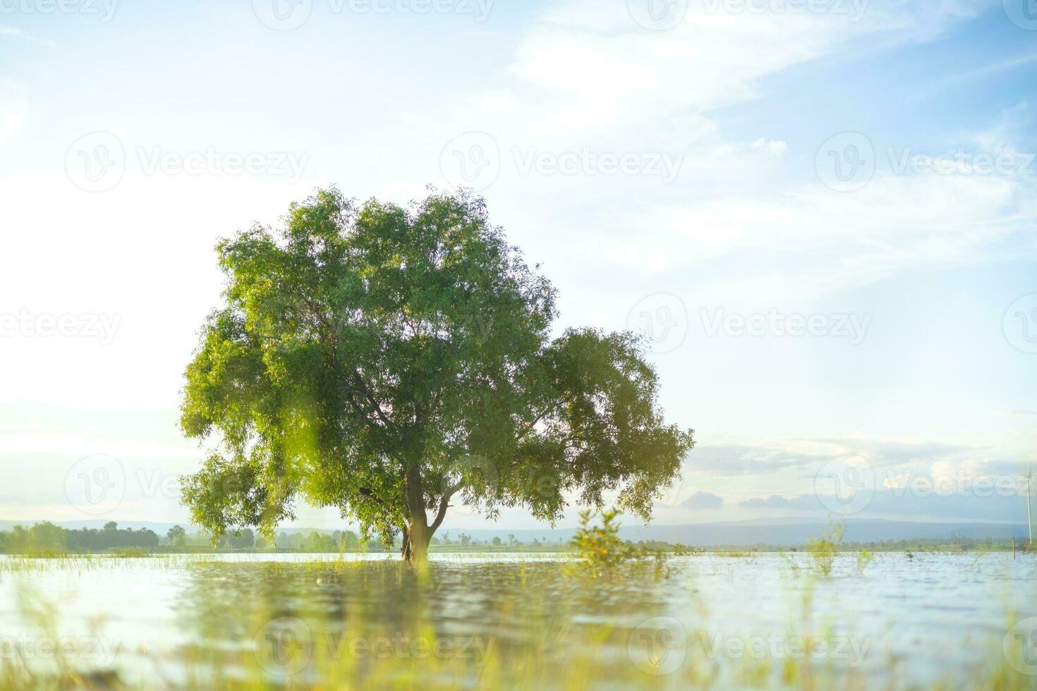 A large, lonely tree stood in the middle of the water, lit by soft sunlight. The background is the evening blue sky. photo