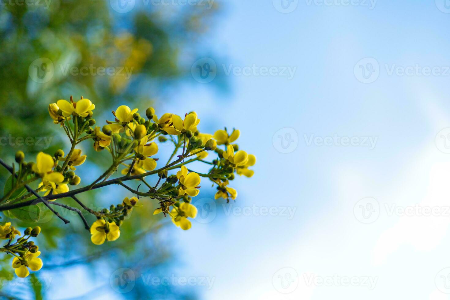 Cassod tree, Siamese senna, Thai copperpod,  Siamese Cassia with beautiful yellow flowers, yellow flowers, bright blue sky background. photo