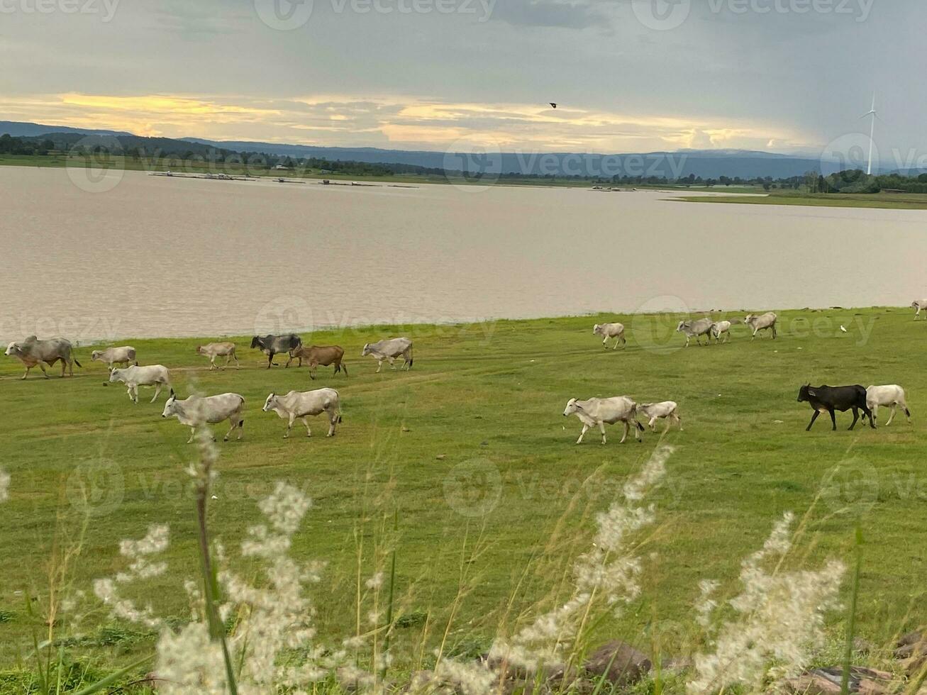 A herd of white and black cows is grazing in a wide green field. photo