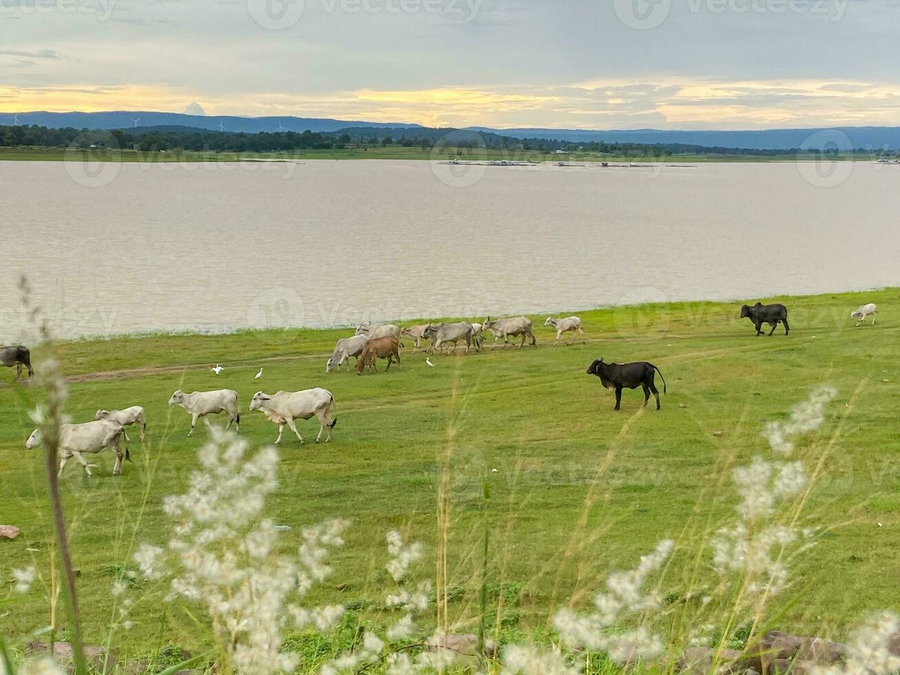 A herd of white and black cows is grazing in a wide green field. photo