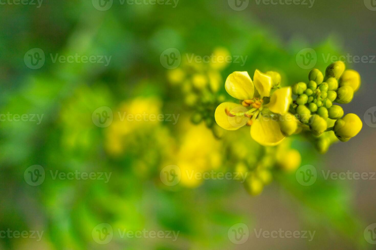 Cassod tree, Siamese senna, Thai copperpod,  Siamese Cassie with beautiful yellow flowers. Yellow flowers and soft light photo