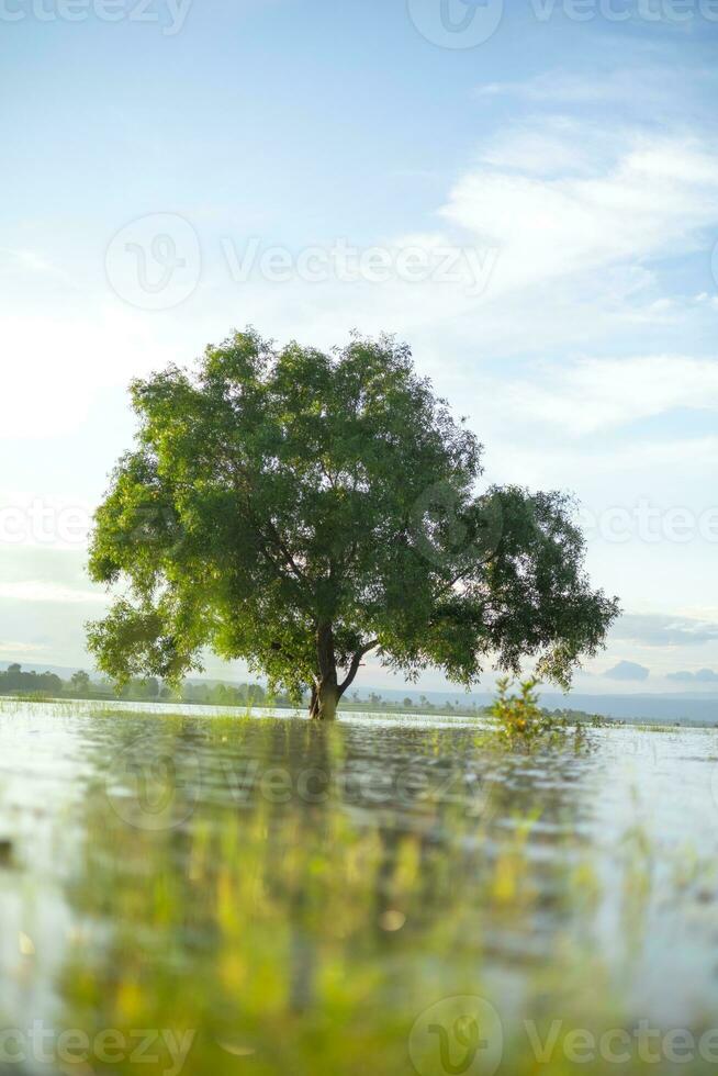 A large, lonely tree stood in the middle of the water, lit by soft sunlight. The background is the evening blue sky. photo