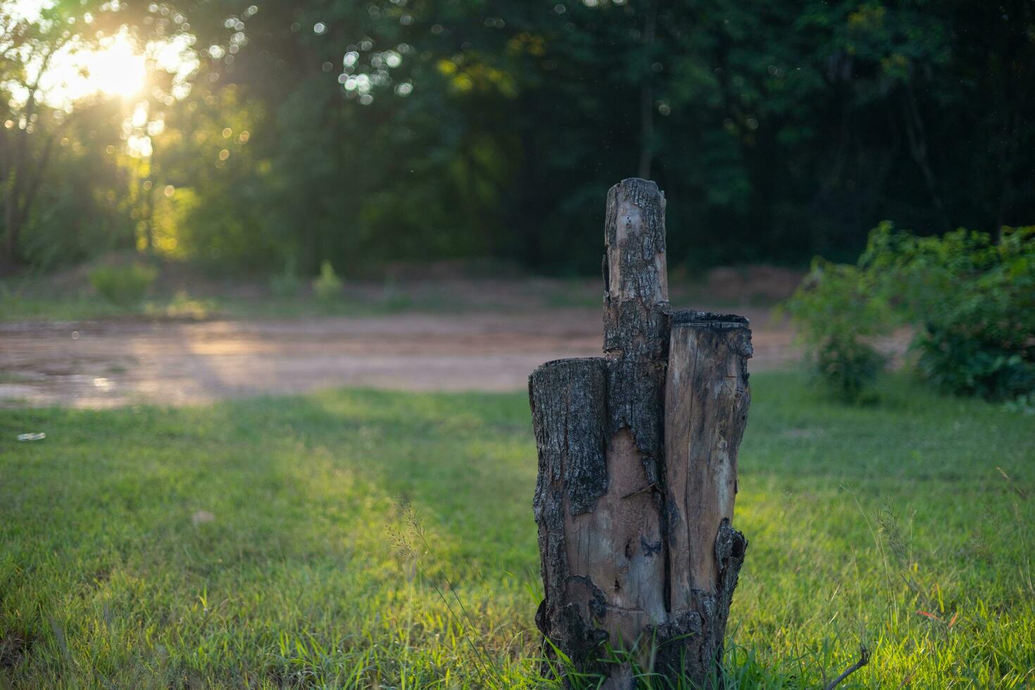 A lonely cut tree in the middle of a meadow. photo