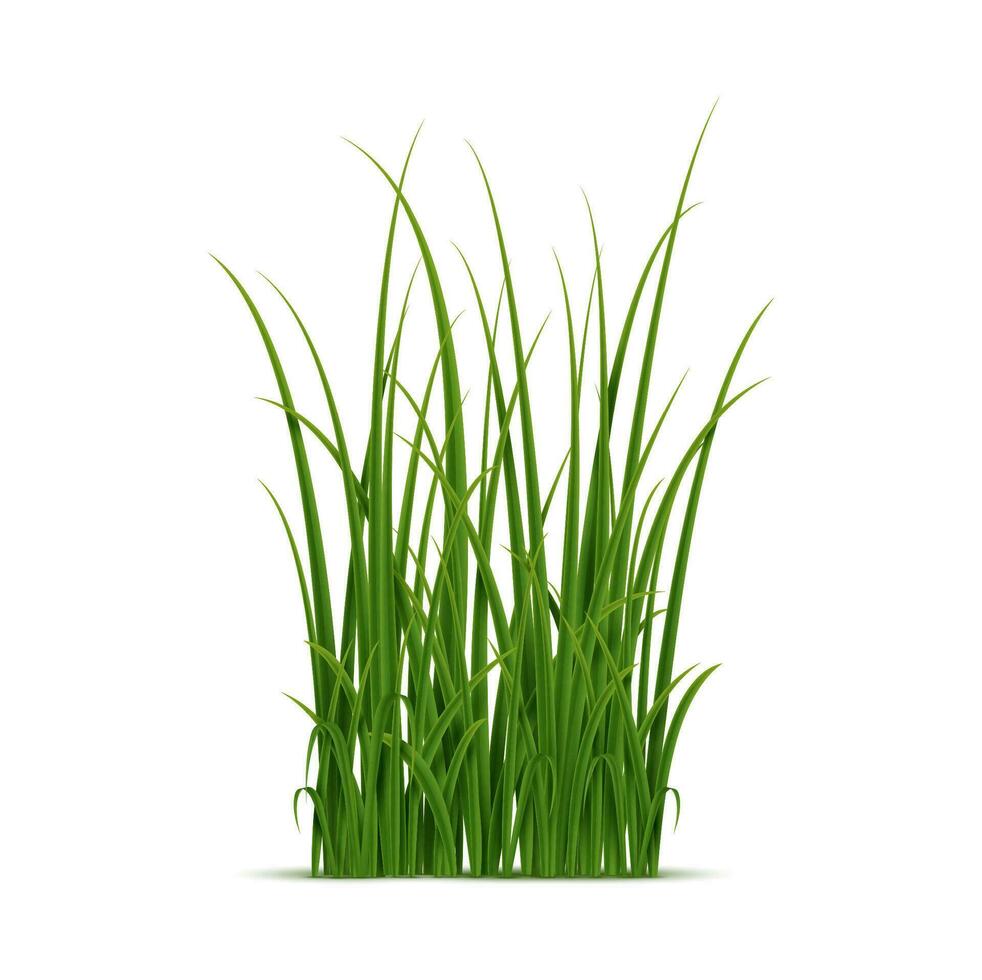 Realistic green grass isolated on white background vector