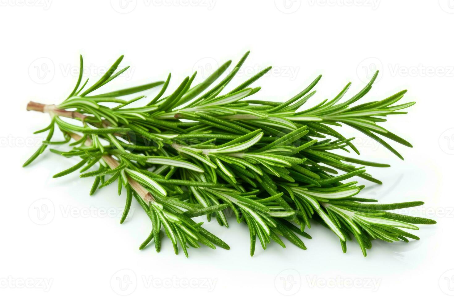 Twig of rosemary on a white background. Generative AI photo