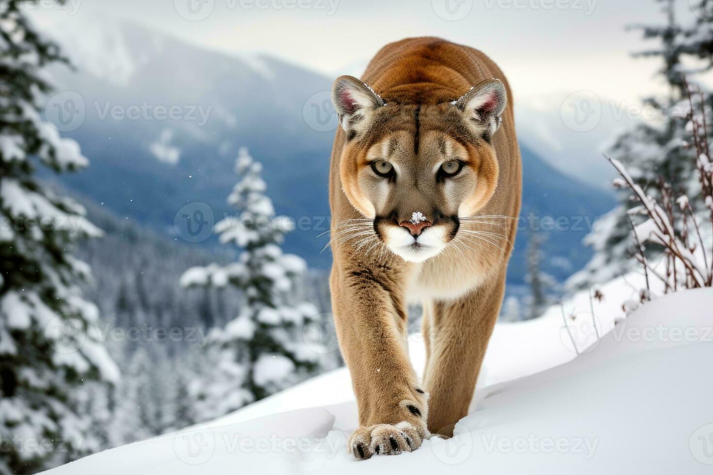 Mountain cougar in a snowy landscape. AI Generative photo