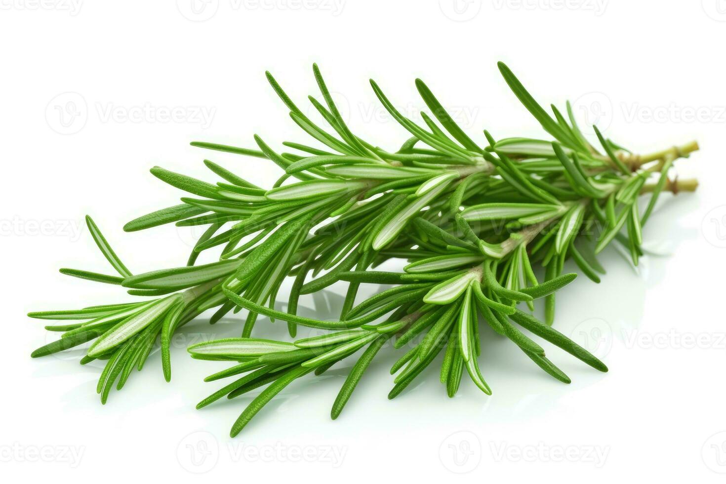 Twig of rosemary on a white background. AI Generative photo