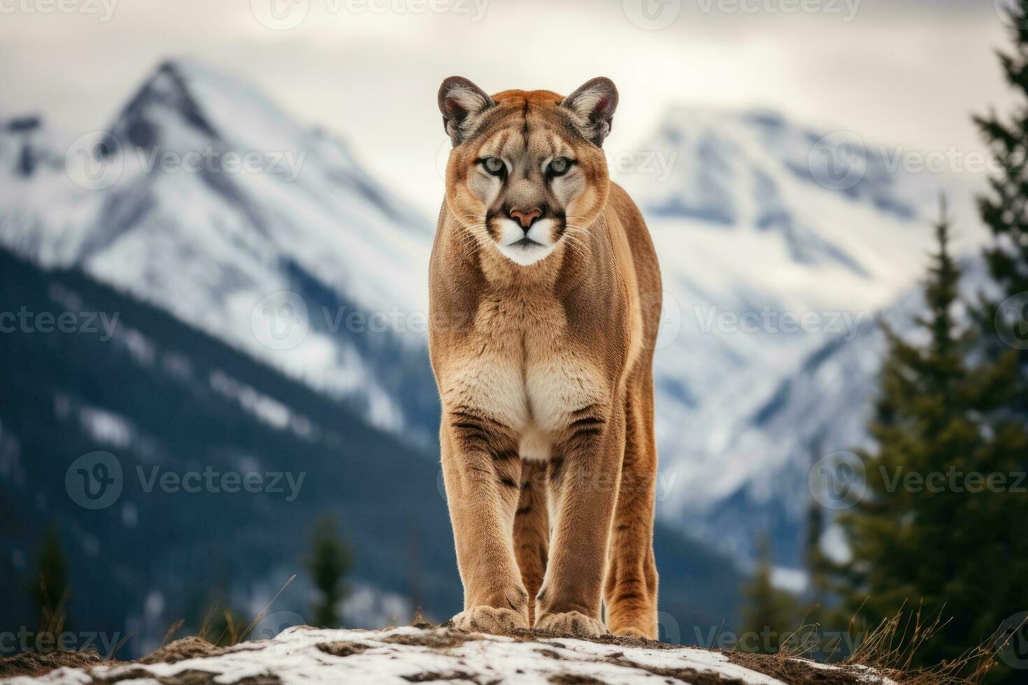 Cougar on a rocky mountain range with trees in the background. AI Generative photo