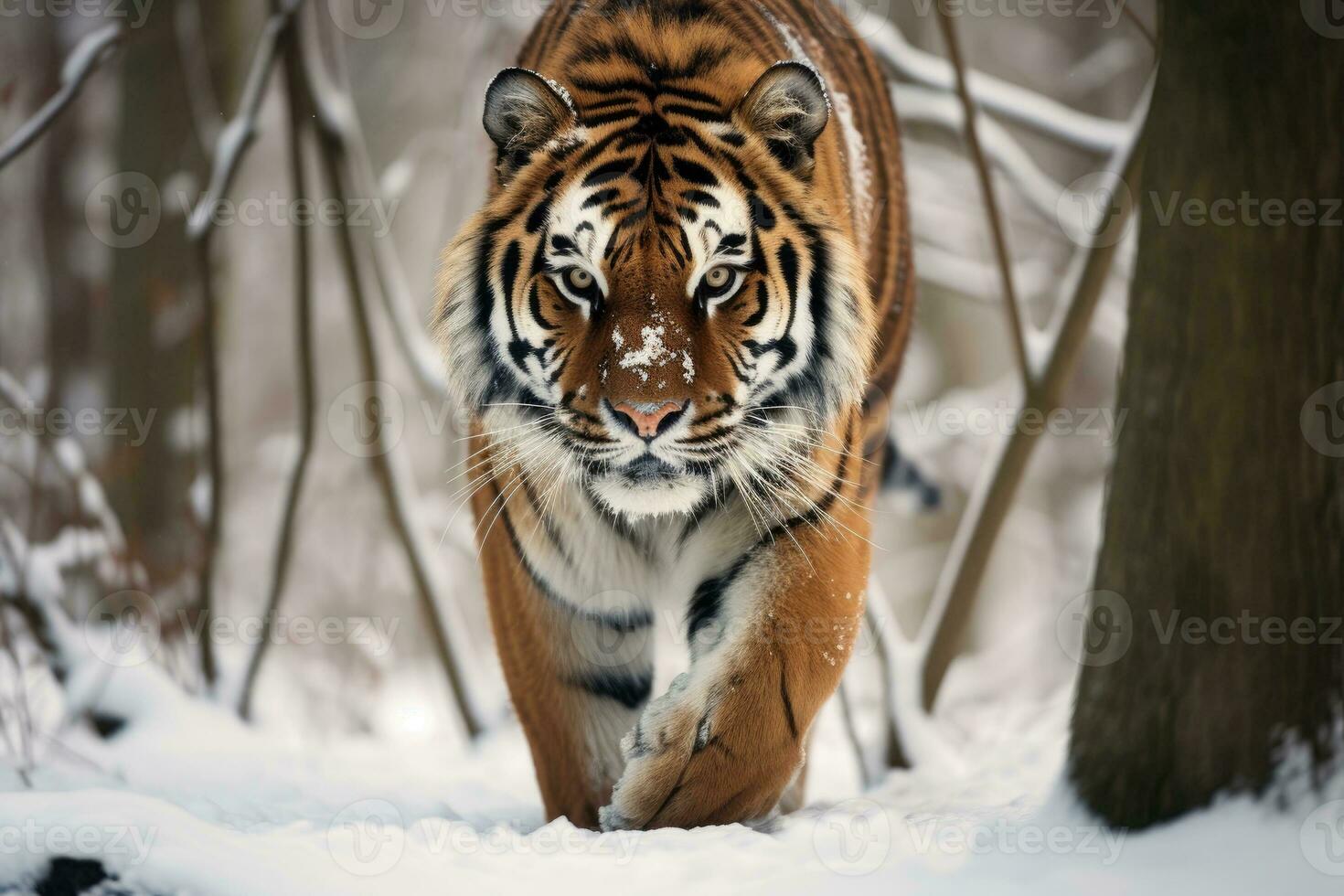 Siberian tiger in a snowy landscape. AI Generative photo