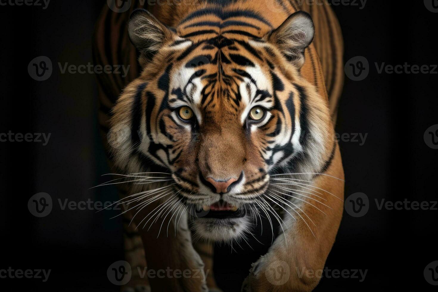 Close up of Siberian Tiger. Generative AI photo