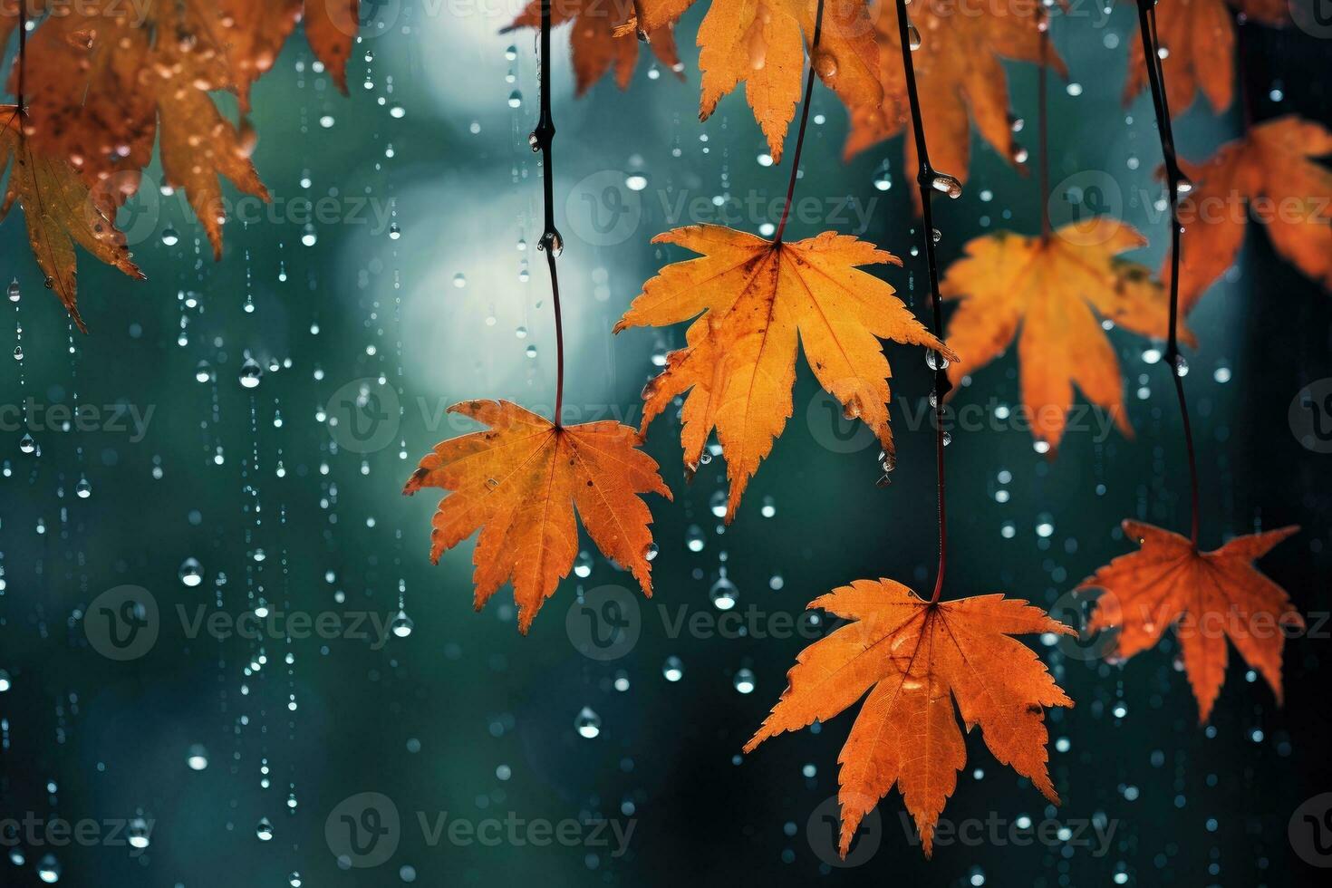Autumn leaves in the rain photo