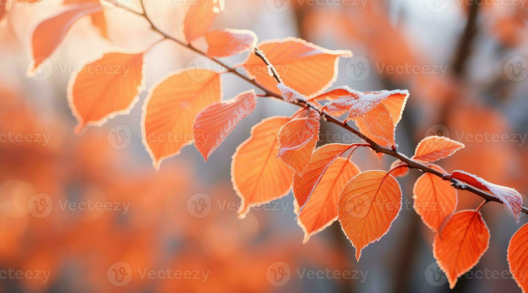 Orange beech leaves covered with frost in late fall or early winter. photo