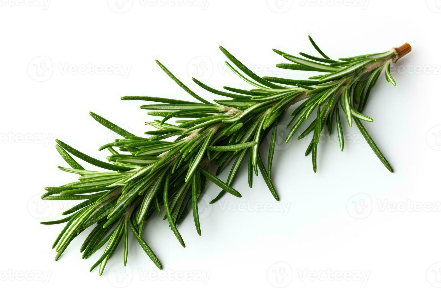 Twig of rosemary on a white background. Generative AI photo