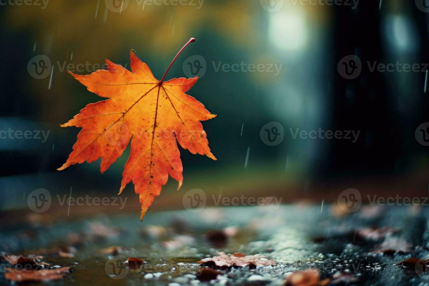 Autumn leaves in the rain photo