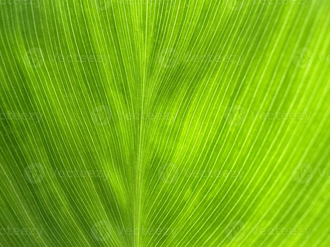 Green leaf veins photograph photo