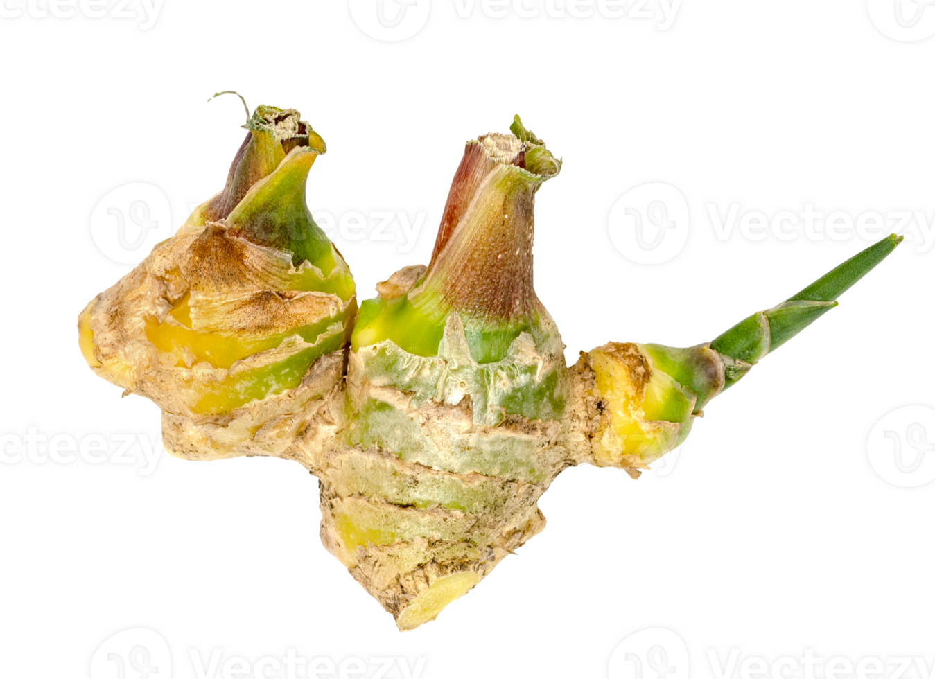 closeup fresh ginger isolated png