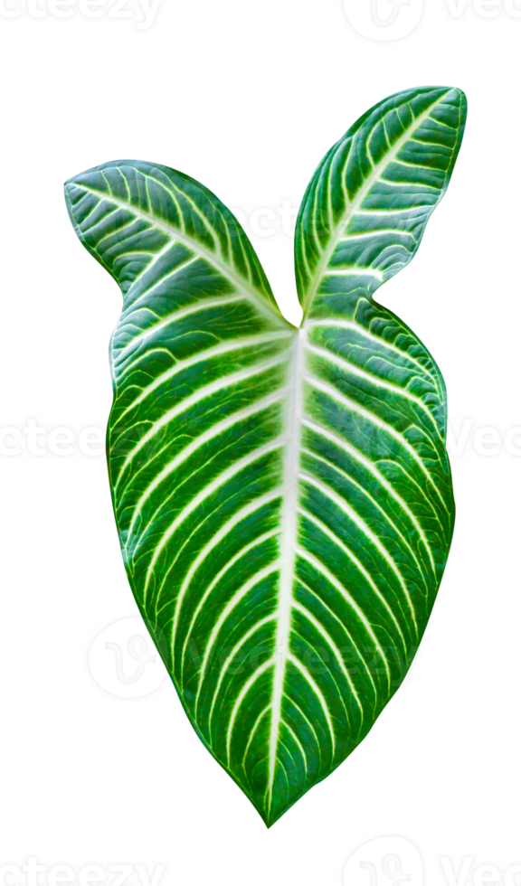 Green leaves pattern,leaf xanthosoma lindenii or yautia tree isolated png