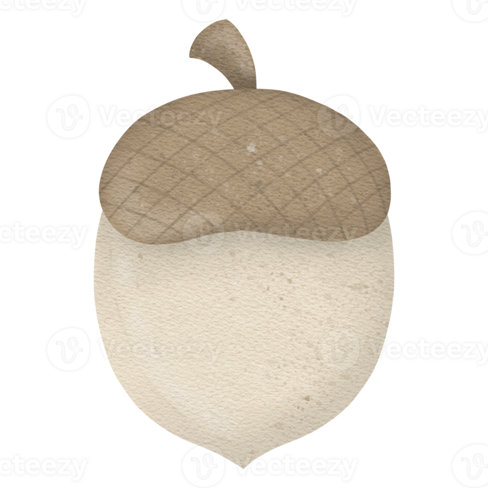 Hand drawn acorn png