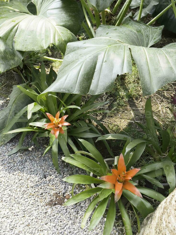 Tropical garden with amazing plants and flowers photo