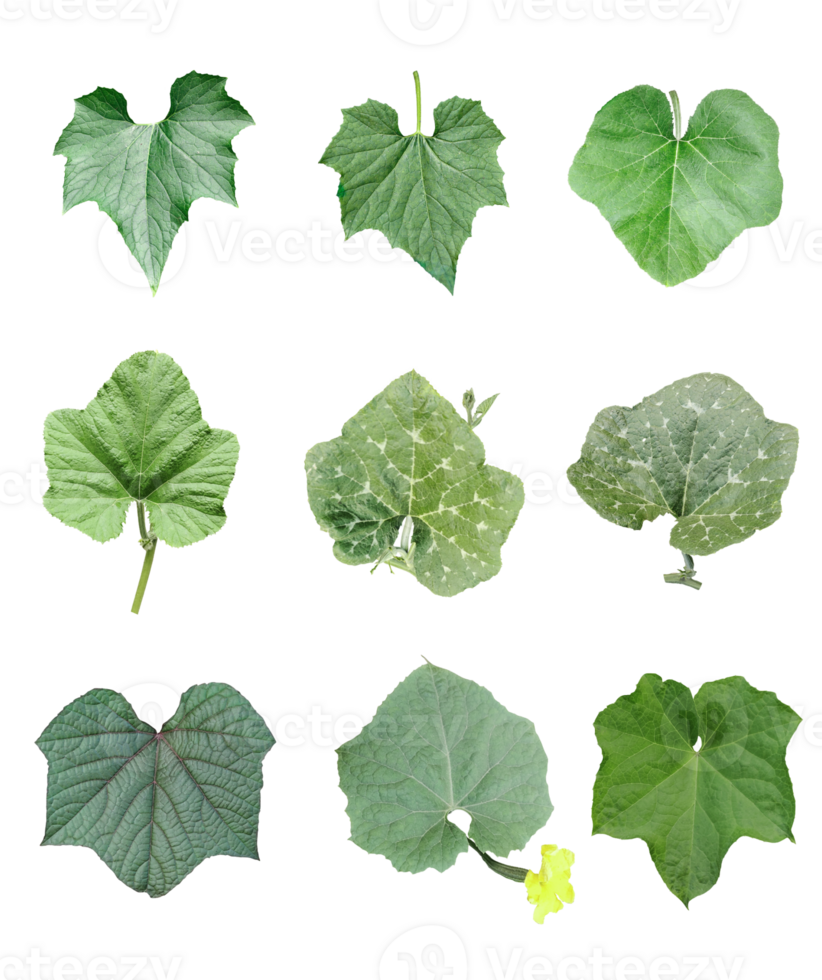 four different types of leaves on a white background, Green leaves Bundle on white background, leaf isolated set, green leaf plant eco nature tree branch isolated png