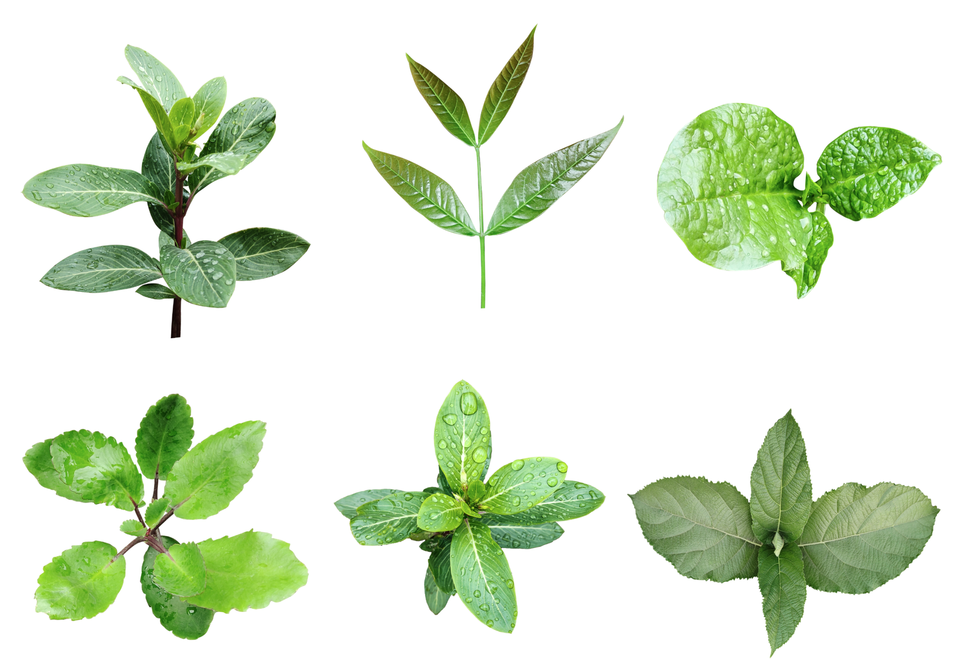Four different types of leaves on a white background green leaves