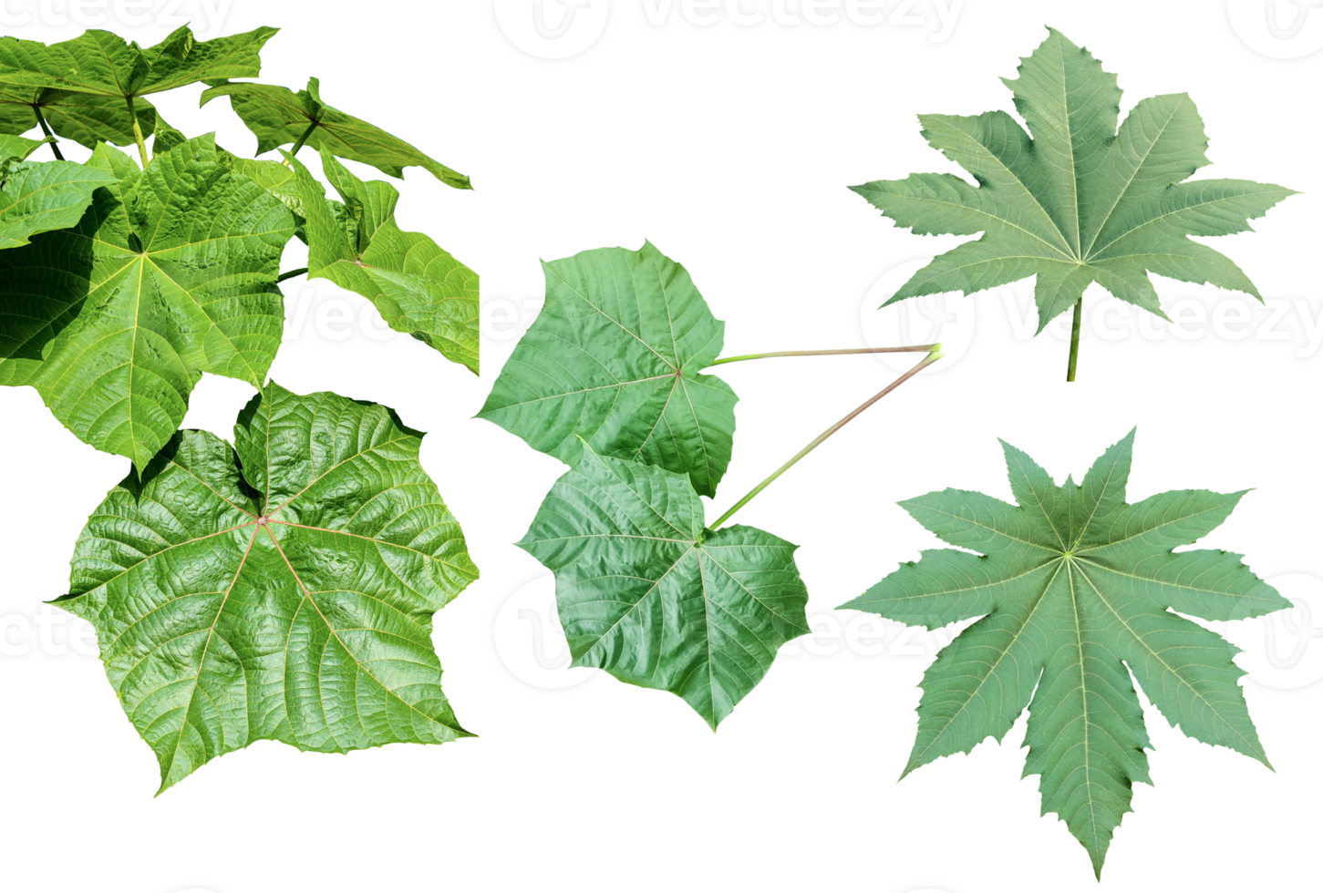 four different types of leaves on a white background, Green leaves Bundle on white background, leaf isolated set, green leaf plant eco nature tree branch isolated png
