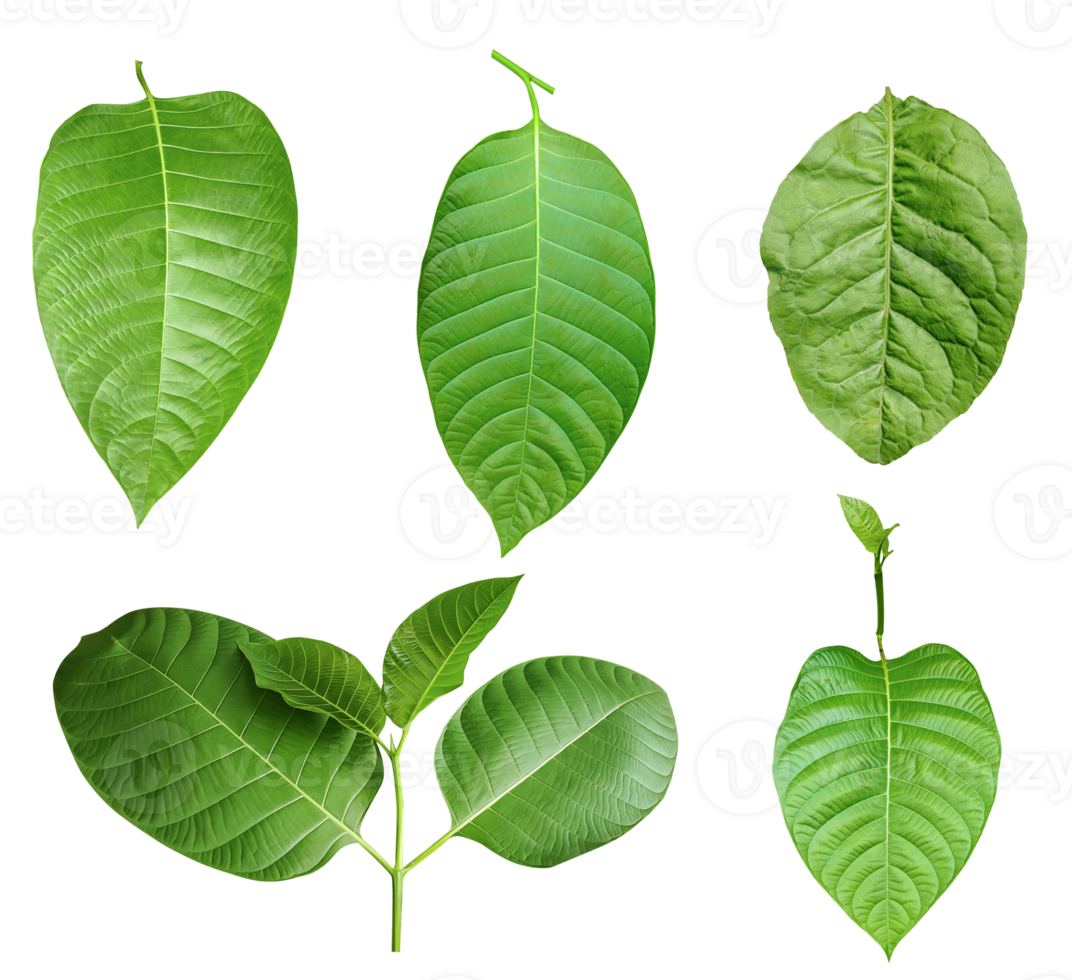 four different types of leaves on a white background, Green leaves Bundle on white background, leaf isolated set, green leaf plant eco nature tree branch isolated png