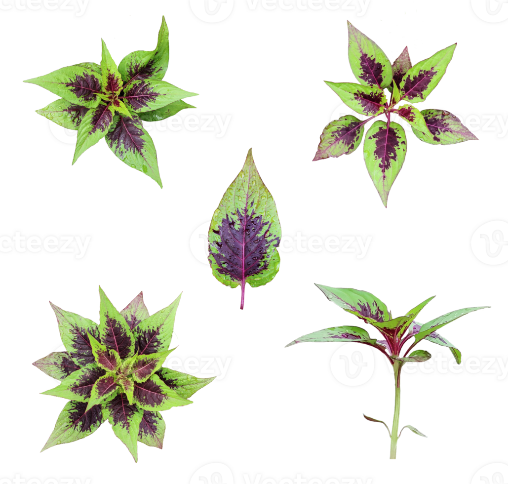 four different types of leaves on a white background, Green leaves Bundle on white background, leaf isolated set, green leaf plant eco nature tree branch isolated png