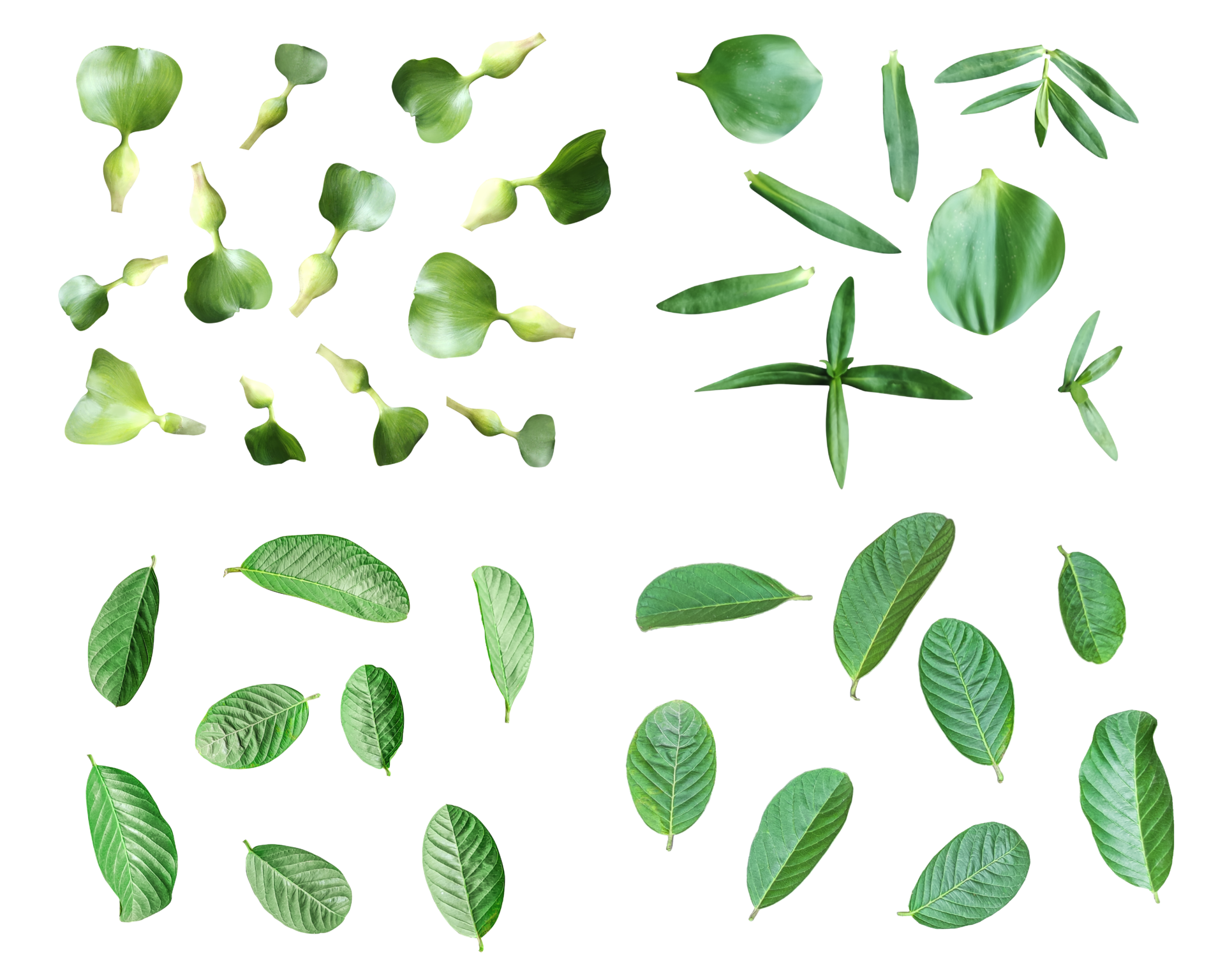 four-different-types-of-leaves-on-a-white-background-green-leaves