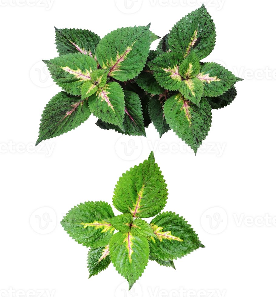 four different types of leaves on a white background, Green leaves Bundle on white background, leaf isolated set, green leaf plant eco nature tree branch isolated png