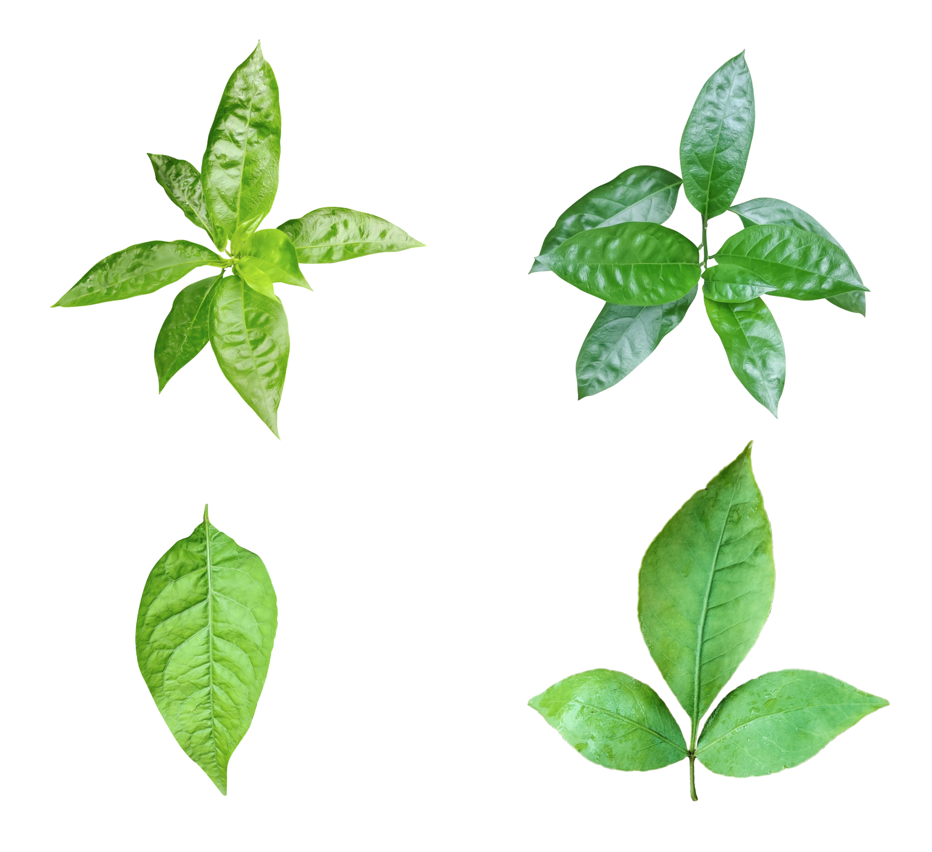Four different types of leaves on a white background green leaves
