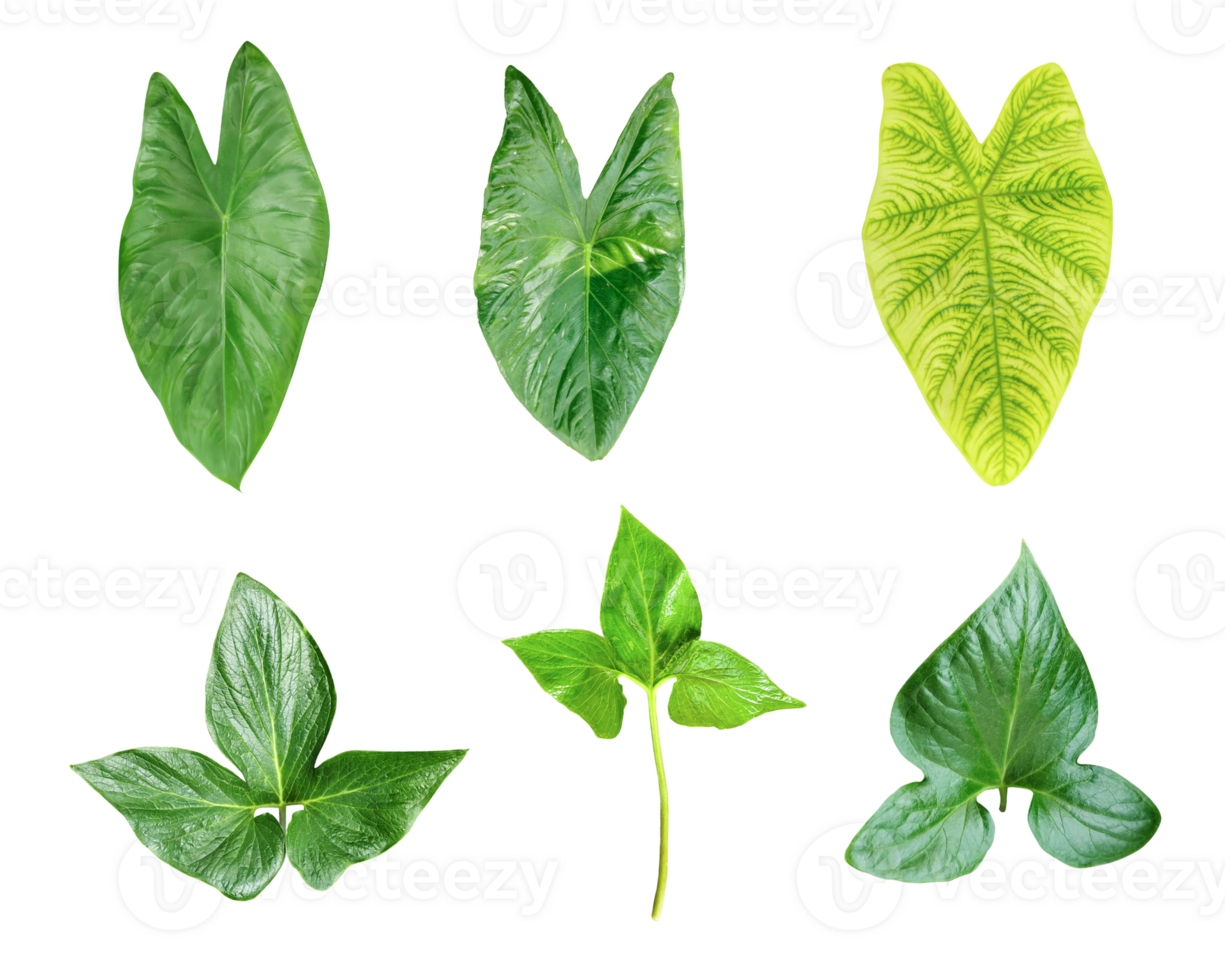 fyra annorlunda typer av löv på en vit bakgrund, grön löv bunt på vit bakgrund, blad isolerat uppsättning, grön blad växt eco natur träd gren isolerat png