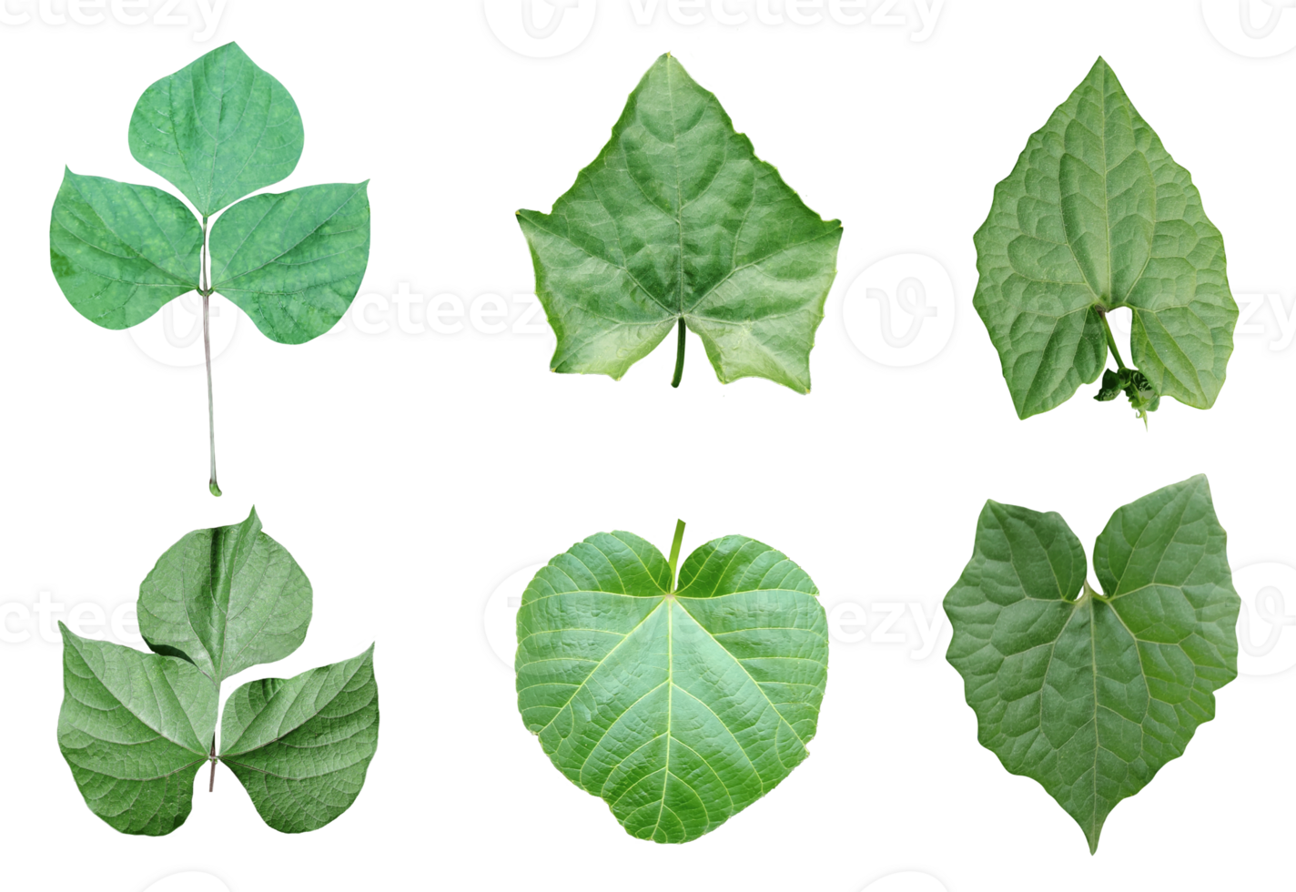 four different types of leaves on a white background, Green leaves Bundle on white background, leaf isolated set, green leaf plant eco nature tree branch isolated png
