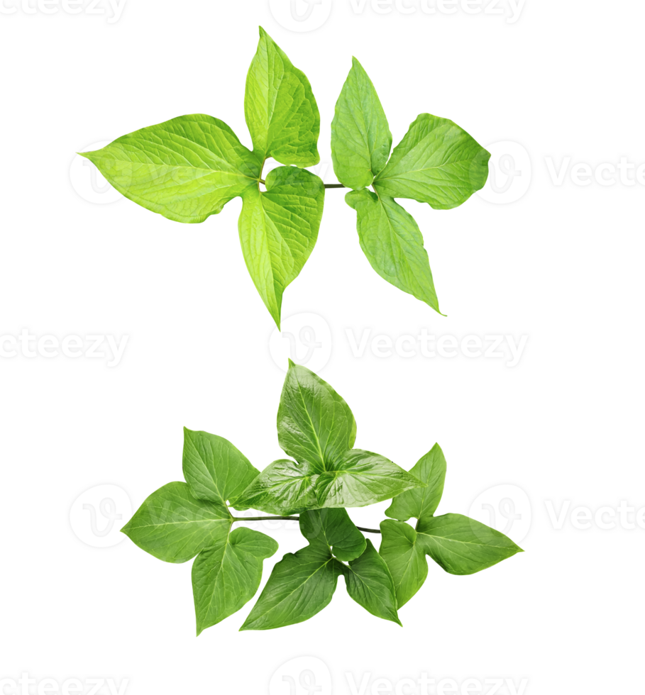 four different types of leaves on a white background, Green leaves Bundle on white background, leaf isolated set, green leaf plant eco nature tree branch isolated png
